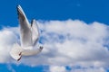 White and gray feathered gulls in flight with open wings over blue sky. Royalty Free Stock Photo