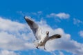 White and gray feathered gulls in flight with open wings over blue sky. Royalty Free Stock Photo