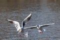 White and gray feathered gulls in flight with open wings over blue sky. Royalty Free Stock Photo