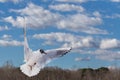 White and gray feathered gulls in flight with open wings over blue sky. Royalty Free Stock Photo