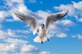 White and gray feathered gulls in flight with open wings over blue sky. Royalty Free Stock Photo