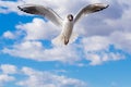 White and gray feathered gulls in flight with open wings over blue sky. Royalty Free Stock Photo