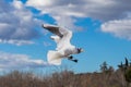 White and gray feathered gulls in flight with open wings over blue sky. Royalty Free Stock Photo