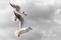 White and gray feathered gulls in flight with open wings over blue sky. Royalty Free Stock Photo