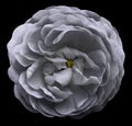 White gray flower isolated on the black background with clipping path. Closeup no shadows. For design.
