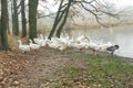 White and gray geese flock by the water. Agriculture. Flock of geese near the lake. Agriculture. Domestic geese near the pond Royalty Free Stock Photo