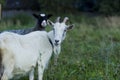 White and gray goat sheep Royalty Free Stock Photo