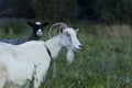 White and gray goat sheep Royalty Free Stock Photo