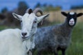 White and gray goat sheep Royalty Free Stock Photo