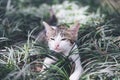 A white and gray hair kitten playing around in field Royalty Free Stock Photo