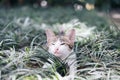 A white and gray hair kitten playing around a field Royalty Free Stock Photo