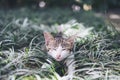 A white and gray hair kitten playing around in field Royalty Free Stock Photo