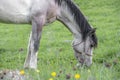 White gray horse grasing in a green meadow. Royalty Free Stock Photo