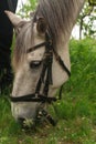 White gray horse grazing on the green grass in the forest, horse harnessed in leather harness, portrait Royalty Free Stock Photo