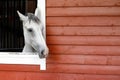 The white - gray horse is looking out the window. The exterior of the horse stable is made of brown wood planks, there is free Royalty Free Stock Photo