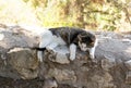 White and gray lazy cat lies on the stones of the old town in Athens, Greece Royalty Free Stock Photo