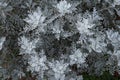 White gray natural plant wreath winter flowers