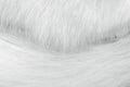 White gray patterns background of furry cat tail soft texture for background Royalty Free Stock Photo