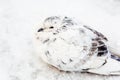 White And Gray Pigeon Bird Freezing In Cold Winter