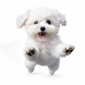 Funny Bichon Frise Dog Leaping On White Background