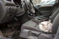 White gray rabbit in the car. He sits in the driver s seat and looks out into the open door