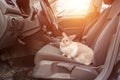 White gray rabbit in the car. He sits in the driver s seat and looks out into the open door to the street