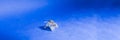 white gray rat close-up isolated on blue background, rat as symbol for new year. web banner.Experiments on rodents in