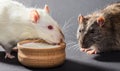 White and gray rats eat Royalty Free Stock Photo