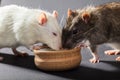 White and gray rats eat Royalty Free Stock Photo