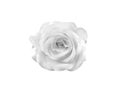 White gray rose flower  isolated on  background and clipping path top view Royalty Free Stock Photo
