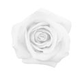 White gray rose isolated on white background, soft focus and clipping path Royalty Free Stock Photo
