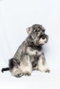 White-gray schnauzer dog sits and looks up on a white background, vertical frame. Sad puppy miniature schnauzer Royalty Free Stock Photo