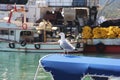 A white and gray seagull bird sits on a boat and looks ahead against the background of the sea and ships