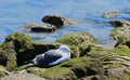 Seagull rocks Royalty Free Stock Photo