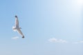 White gray seagull is flying on the blue sky whit clouds Royalty Free Stock Photo