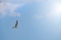 White gray seagull is flying on the blue sky whit clouds Royalty Free Stock Photo