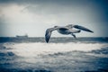 White and gray seagull flying under a beautiful cloudy sky Royalty Free Stock Photo