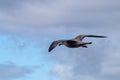 White and gray seagull flying under a beautiful cloudy sky Royalty Free Stock Photo