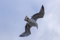 White and gray seagull flying under a beautiful cloudy sky Royalty Free Stock Photo