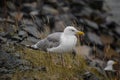 White and Gray Seagull(Larus Argentatus) standing on a rock Royalty Free Stock Photo