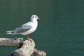 White-gray seagull stands on pier against turquoise, green water.