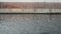 White and gray seagulls perched on the sea water in the marina