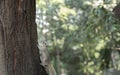 A white gray squirrel climbing on a tree in the green park Royalty Free Stock Photo