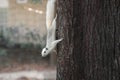 A white gray squirrel climbing on a tree in the green park Royalty Free Stock Photo