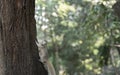 A white gray squirrel climbing on a tree and looking at the camera in the green park Royalty Free Stock Photo