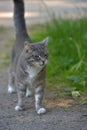 White and gray stray cat