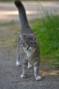 White and gray stray cat