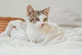 White with gray stripes cat 3-4 months lies in white knitted blanket next to wicker basket. Non-breed kitten Royalty Free Stock Photo