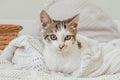 White with gray stripes cat 3-4 months lies in white knitted blanket and looks into frame. Non-breed kitten Royalty Free Stock Photo