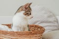 White with gray stripes cat 3-4 months sits in wicker basket and looks away in surprise. Interest non-breed kitten Royalty Free Stock Photo